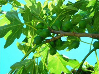 Ibrahim al jibreen  095 AT TIN LE FIGUIER