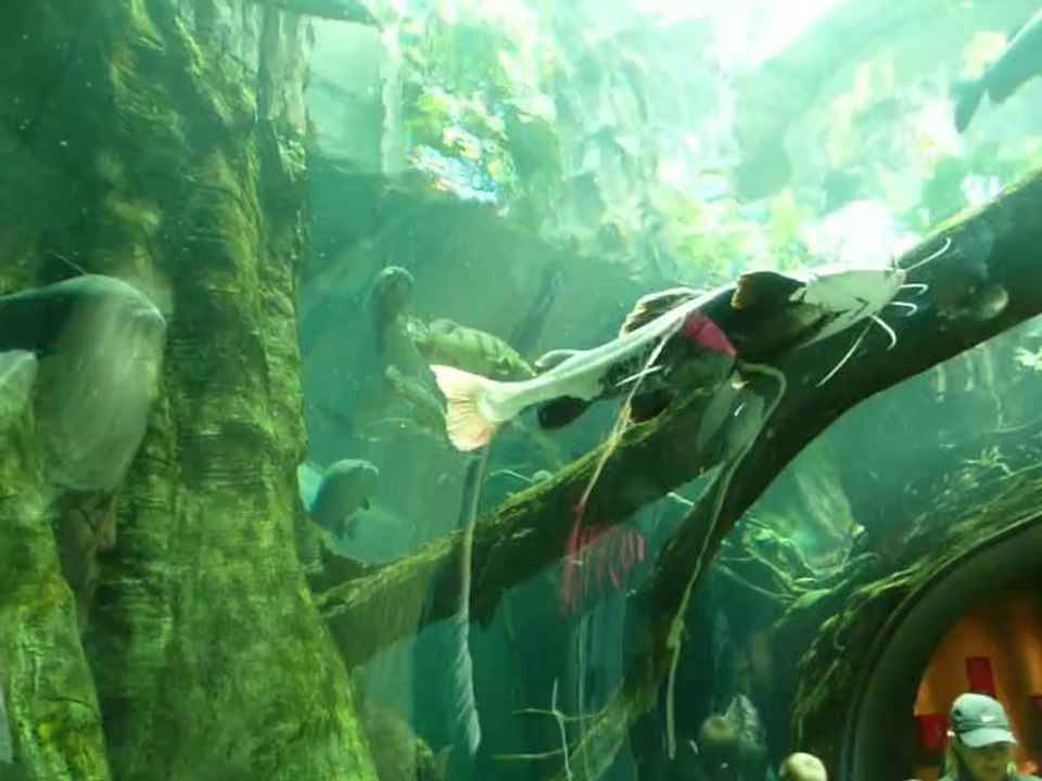 CALIFORNIA ACADEMY OF SCIENCES