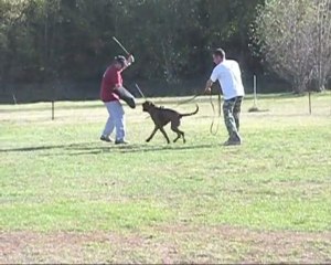 Dolan du plessis du paladin