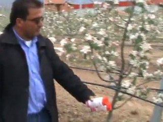 foristin uygulamasının çiçek dönemi uygulaması