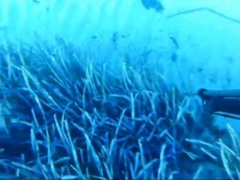 Chasse sous marine à ANTHEOR