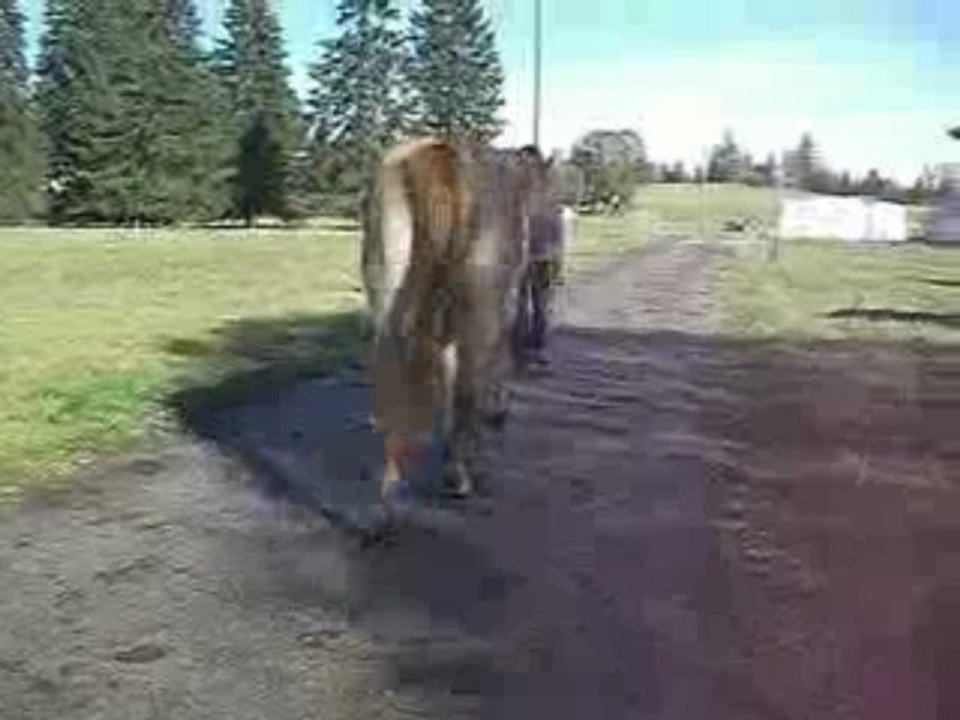 Douchka au pas