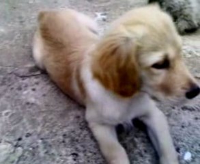 yavru köpek videosu