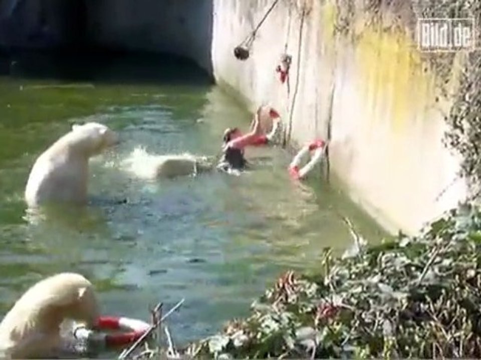 Une femme chute dans une fosse à ours polaire