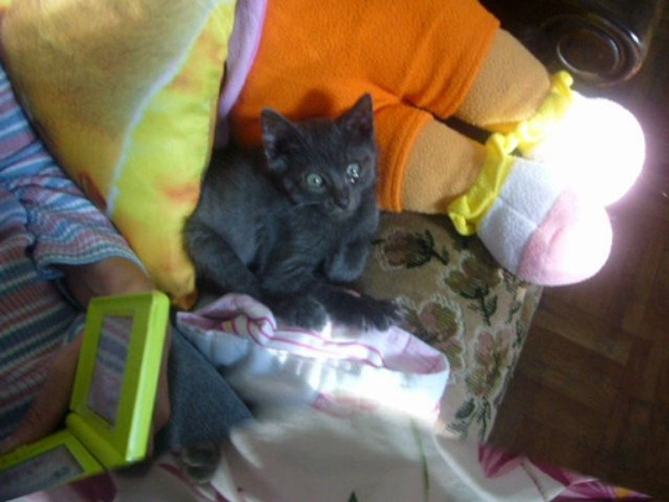 Le monde des chats