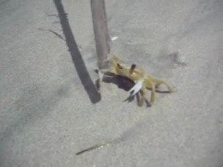 Notre ami le crabe !!
