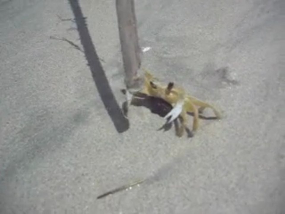 Notre ami le crabe !!