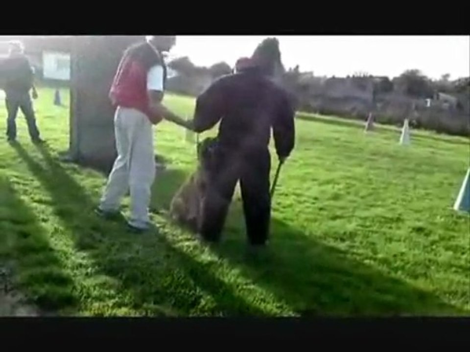 Eyak des loups des dunes