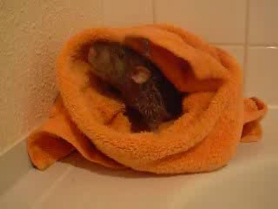 Marsou à la sortie de son bain I