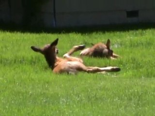 Voyage Yellowstone Jour j+5 (8)