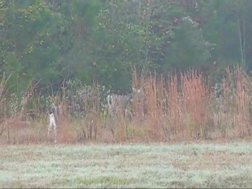 11/11/2009 les biches - deers in our land Texas
