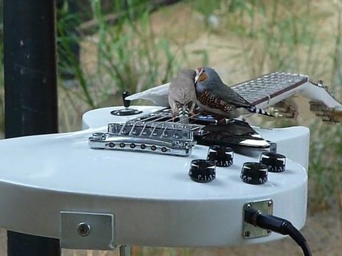 Oiseaux guitaristes - 3