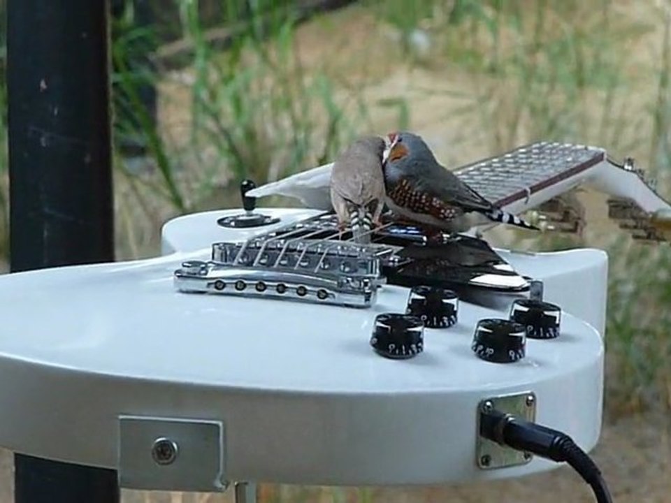 Oiseaux guitaristes - 3