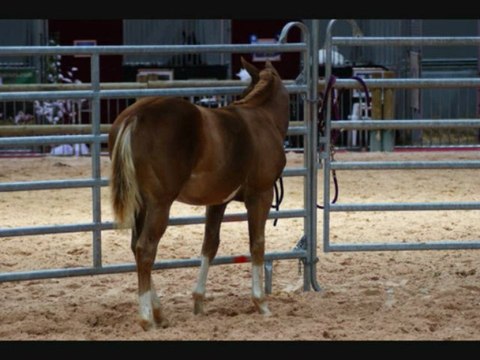 Slowly montage lyon 2009