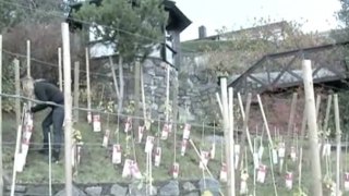 Climate Change - Norway Viniculture