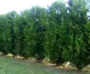 La haie mangeuse d'hommes 7