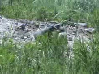 Voyage Yellowstone Jour j+5 (19)