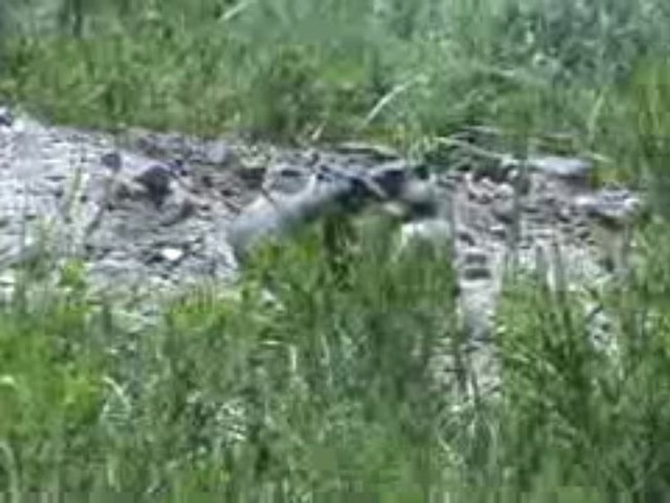 Voyage Yellowstone Jour j+5 (19)