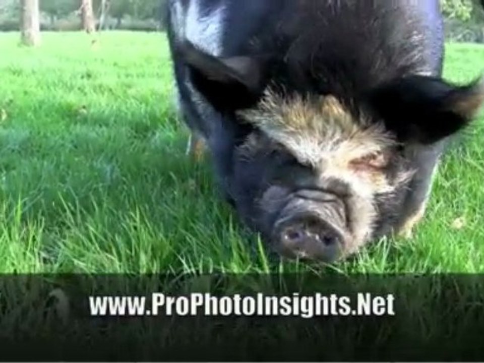 ProPhotoInsights 3 Mystic Mumps Workshop Footage