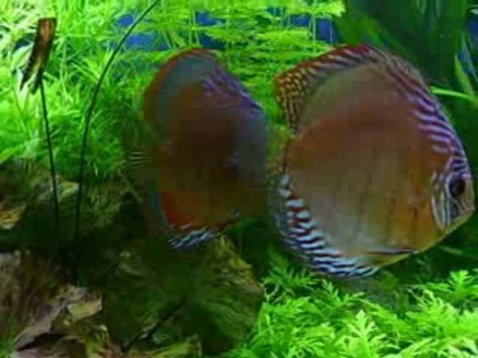 bac discus 11 novembre 2009