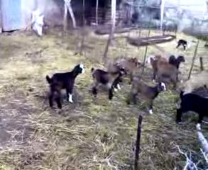 Ain tedeless les petites chevres du bled