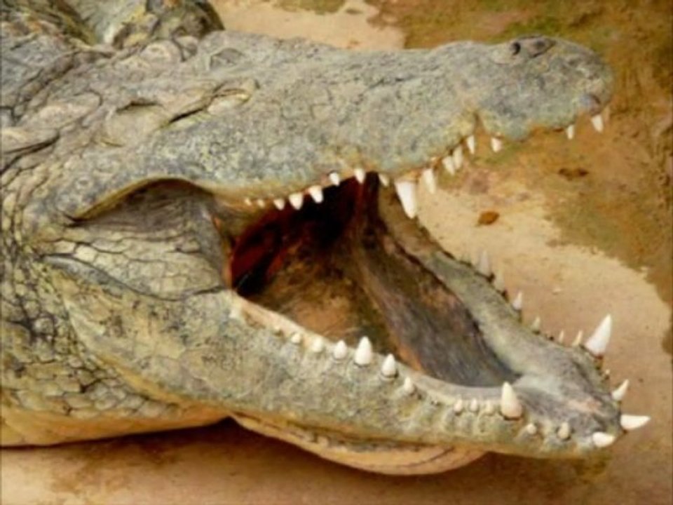 Les crocodiles du Nil_0001