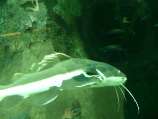 CALIFORNIA ACADEMY OF SCIENCES