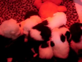 Les bébés ont  3 semaines