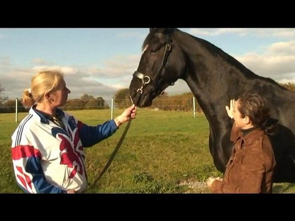 Horse Hero Cavesson