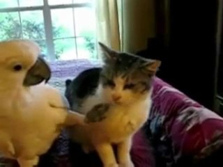 Il vero amore non ha confini