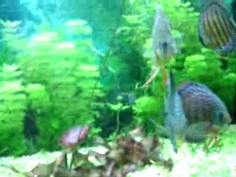 repro santarem + nhamunda