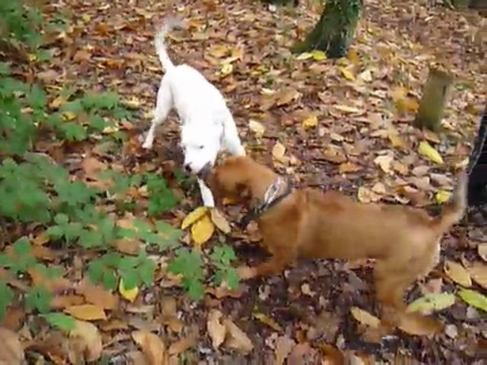 Elios dogue argentin (8 mois)et Devil amstaff