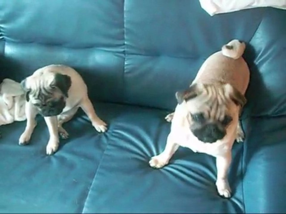 les petits diablotins