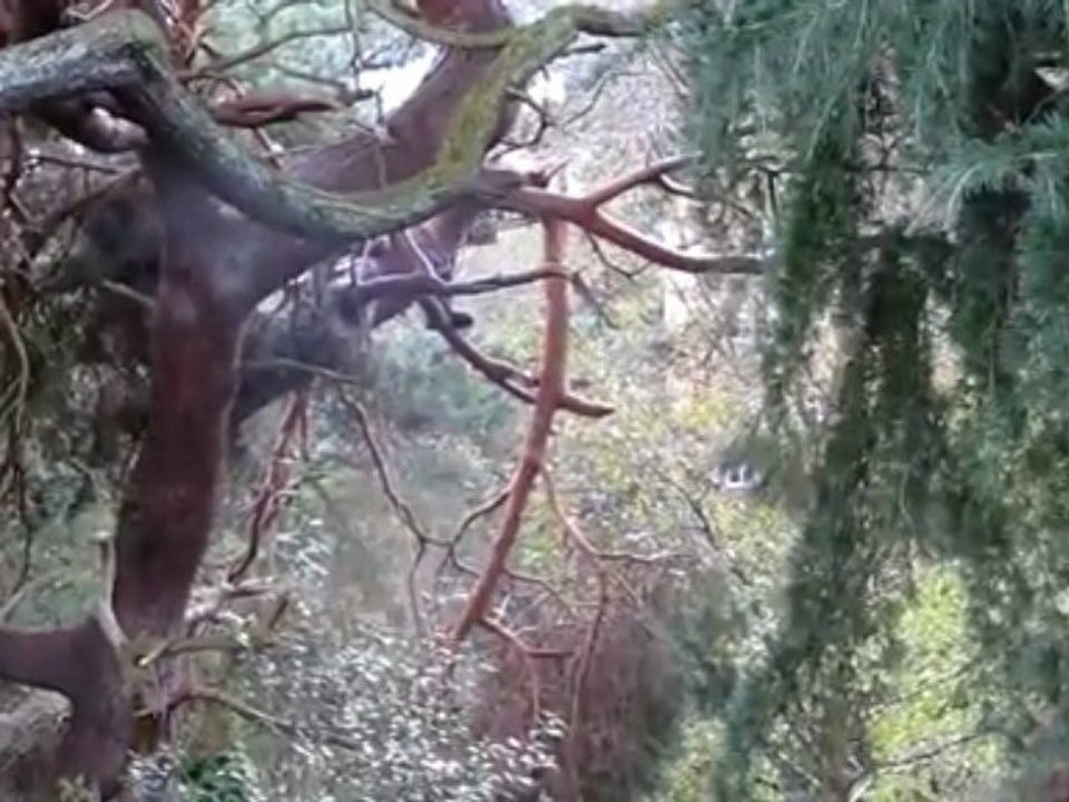 Tree Surgery