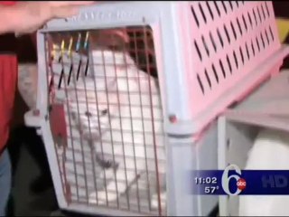 Crazy Dog Fights in Philadelphia, 6abc Action News