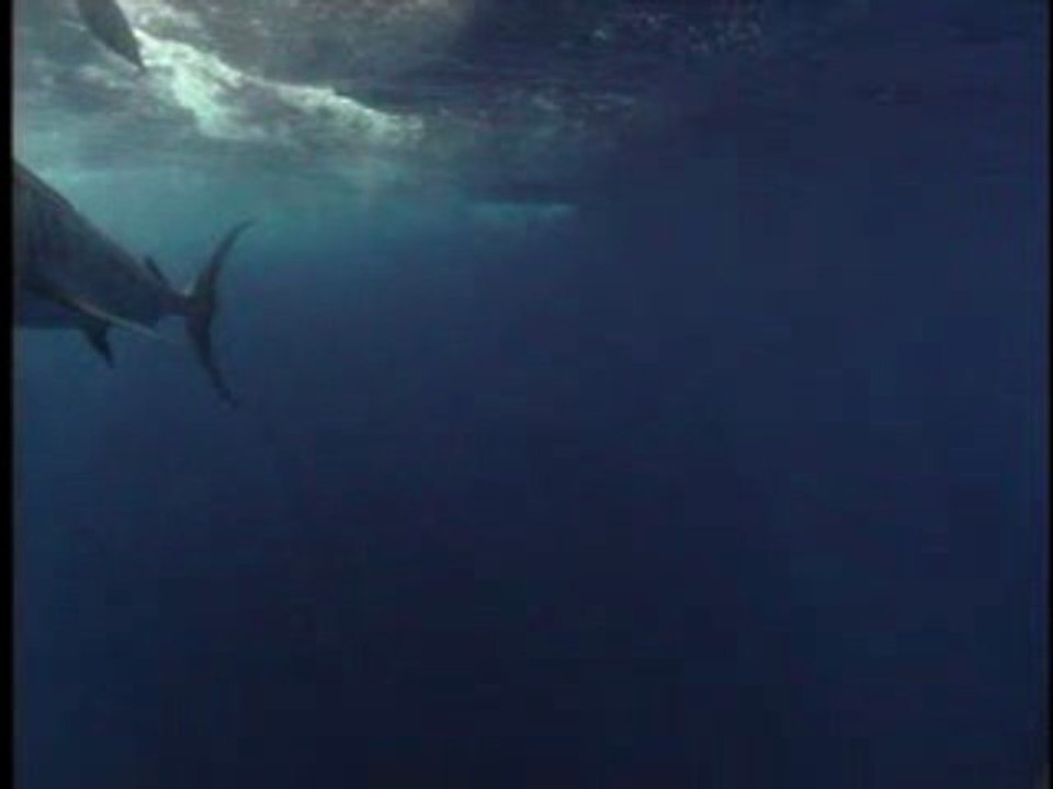 Team Redbone Sportfishing in Puerto Vallarta