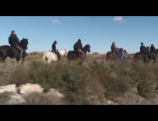 camargue a cheval