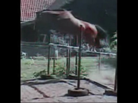 Gunfire jument bwp 3 ans par Contact et Capital par Capitol