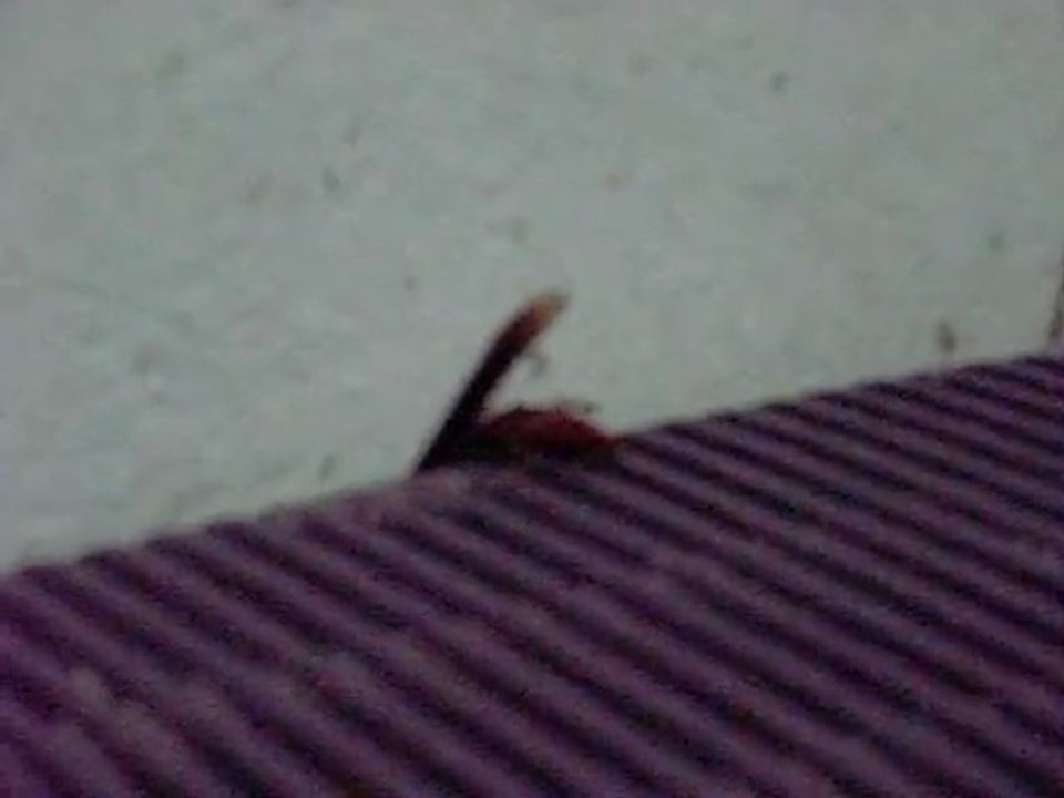 Morte de um Maribondo
