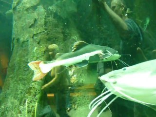 CALIFORNIA ACADEMY OF SCIENCES