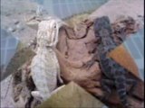 Leopard Geckos For Sale 786-973-3364