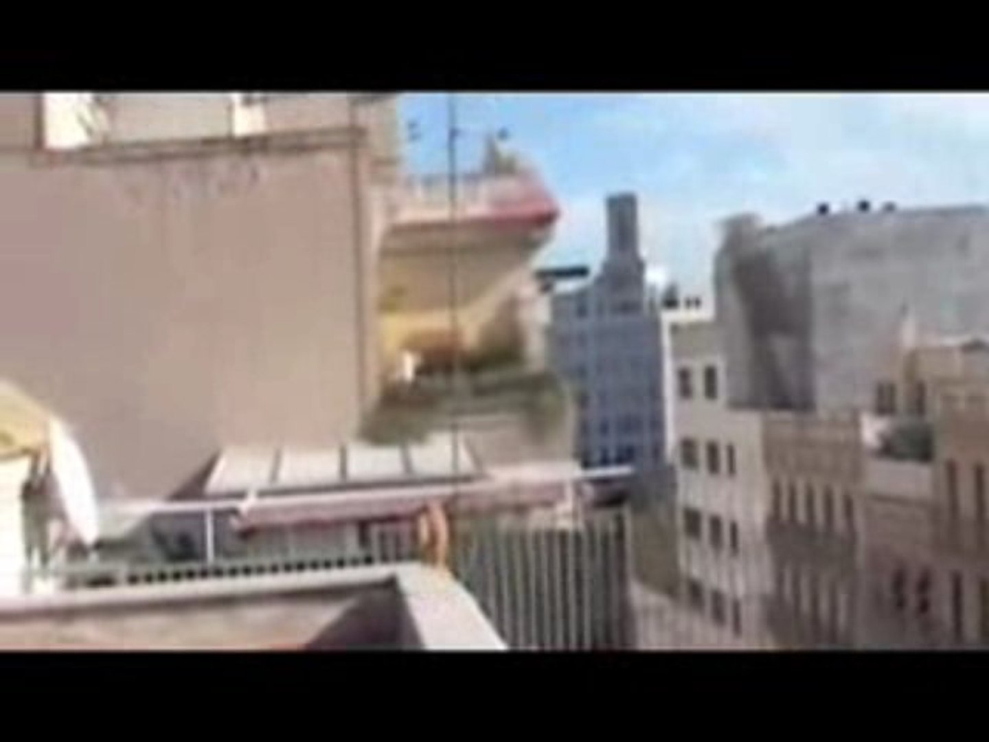 Bobo, le chat cascadeur