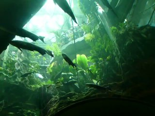 CALIFORNIA ACADEMY OF SCIENCES