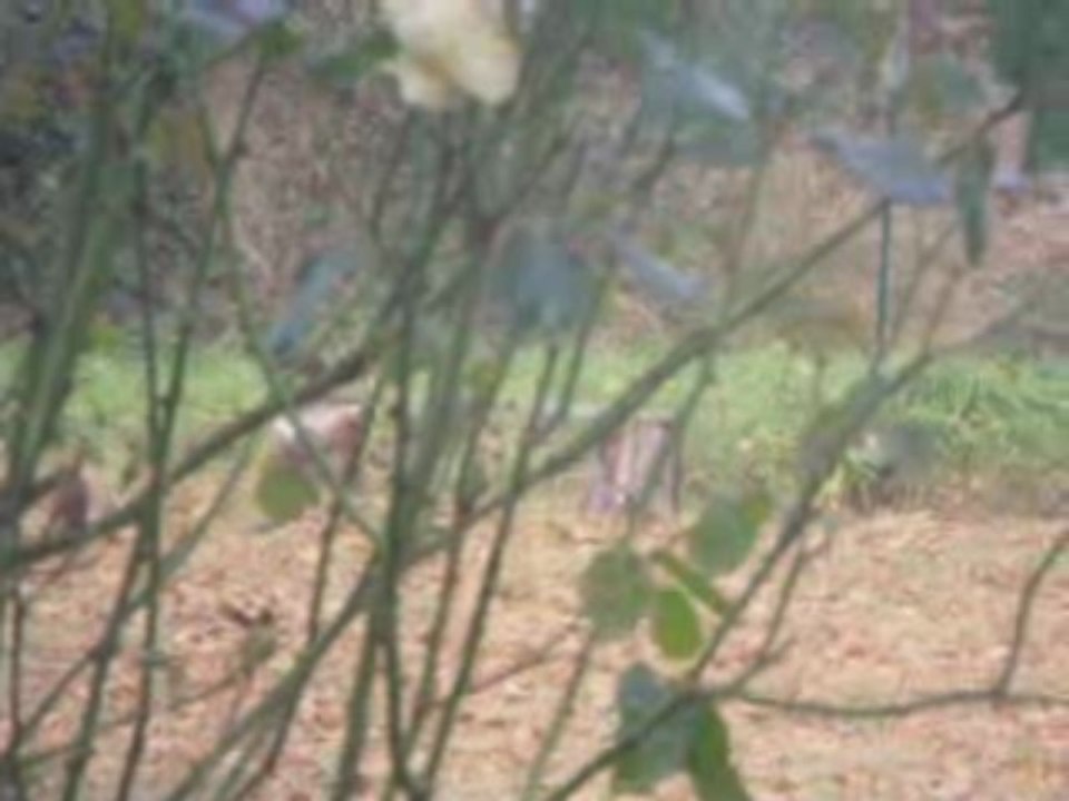 ecureuil au fond du jardin