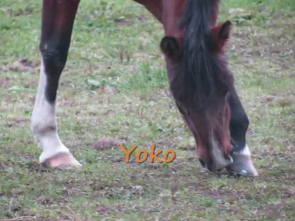 Montage Automne 2009