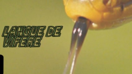 Flash Info - Langue de vipère 2