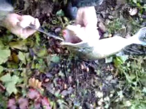 brocanja Vs brochet (70cm)!!peche au leurre