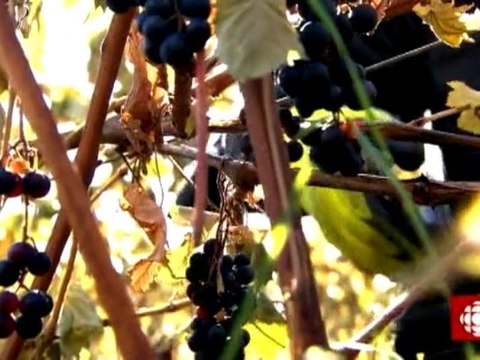 L'épicerie - Les vins du Québec