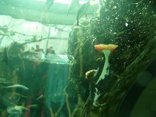 CALIFORNIA ACADEMY OF SCIENCES