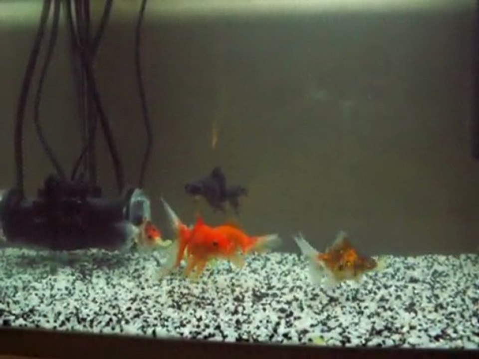 Mes poissons japonais aiment la laitue !